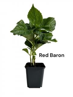 Hortensie bicolora rosu verzui Red Baron