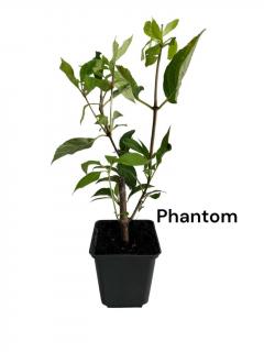 Hortensie fantoma alba Phantom