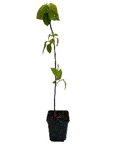 Hovenia Dulcis ,   copacul pentru mahmureala ( Arborele de stafide japonez ) 60-90 cm