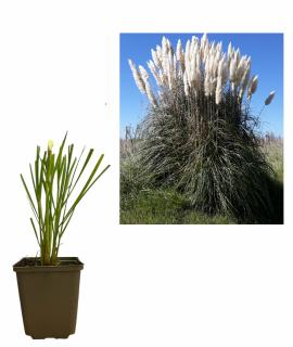 Iarba de pampas alba (Cortaderia selloana )