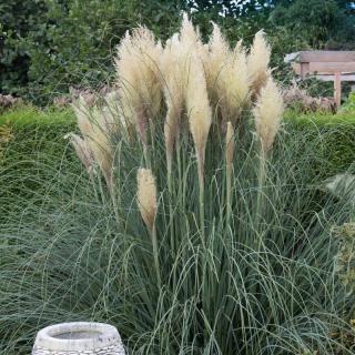 Iarba de Pampas alba pitica 80-120 cm  (Cortaderia Pumila )