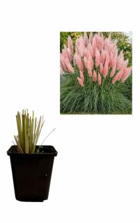 Iarba de pampas roz (Cortaderia selloana Rose )
