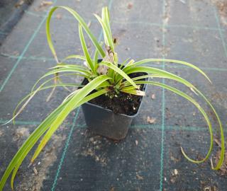 Iarba doua culori , bicolora Carex morrowii  Ice Dance