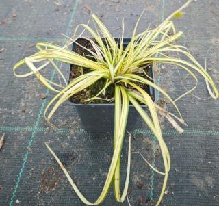Iarba galbena ornamentala (Carex oshimensis Evergold)