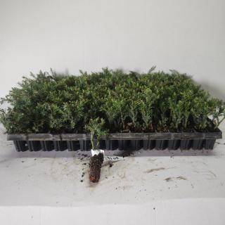 Ienupar chinezesc Blue Alps  5cm , Juniperus chinensis