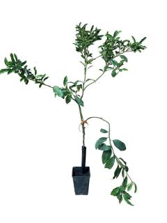 Indio Mandarinquat  hibrid mandarina si kumquat 80-120cm