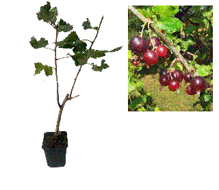 Josta ( hibrid agris cu coacaz ) , 2 ani