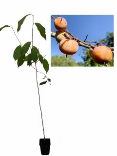 Kaki diospyros virginiana , Persimonul American , 2 ani ,  60-100 cm