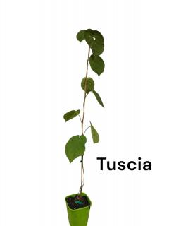 Kiwi Actinidia deliciosa Tuscia Autofertil 80-100 cm