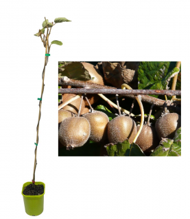 Kiwi Boskoop Autofertil (Actinidia deliciosa Boskoop ) , 2 ani , 60-80 cm , rezistent la ger