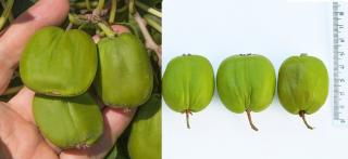 Kiwi Chang Bai Giant (Actinidia arguta) , minikiwi 2 ani
