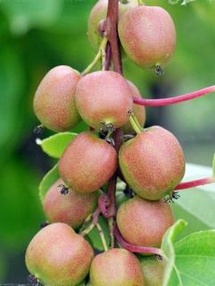 Kiwi Geneva (Actinidia arguta) , minikiwi 2 ani