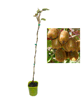 Kiwi Jenny Autofertil (Actinidia deliciosa Jenny ) , 2 ani , 80-100 cm