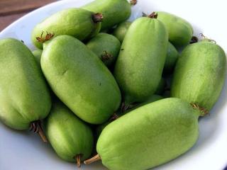 Kiwi Jumbo (Actinidia arguta) , minikiwi 2 ani