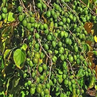 Kiwi Rogow (Actinidia arguta Rogow) , minikiwi 2 ani