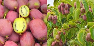 Kiwi rosu Ananasnaya (Actinidia arguta) , minikiwi 2 ani