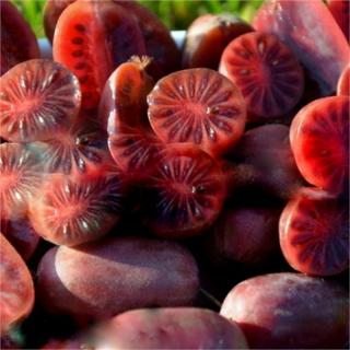 Kiwi rosu Purpurna Sadowa (Actinidia arguta) , minikiwi 2 ani