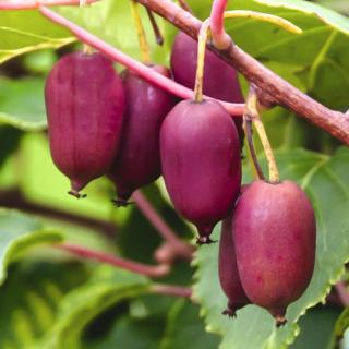 Kiwi violet roz SCARLET SEPTEMBER (Actinidia arguta) , minikiwi 2 ani