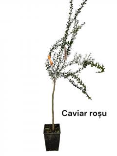 Lamai Caviar , rosu violet 50-90cm , zSanguinea,   (Microcitrus Australasica)