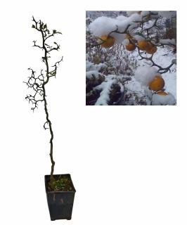 Lamai rezistent la ger , 80-120cm , 5 ani ,  Dragonul  Zburator ( Poncirus trifoliata  Flying Dragon )