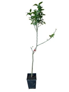 Lamai rosu , Red Lemon , Limone Rosso   100-120 cm