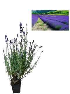 Lavanda albastra Montagnea Blue ( Lavandula angustifolia )