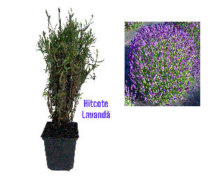 Lavanda Hidcote  (Lavandula angustifolia Hidcote) , 2 ani