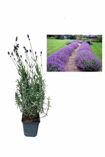 Lavanda mov Ellegance Purple ( Lavandula angustifolia )