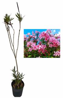 Leandru roz 80-120cm
