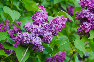 Liliac Amethyst Mov (Syringa vulgaris ,  Amethyst,  ) in ghiveci