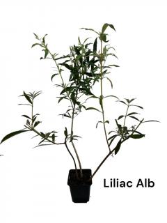 Liliac de vara alb (Buddleja dav. White Profusion)