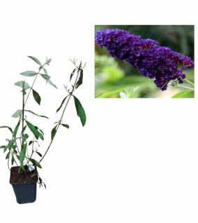 Liliac de vara Black Knight , ghiveci