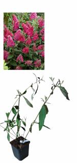 Liliac de vara  Royal Red