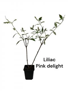Liliac de vara roz (Buddleja dav. Pink Delight) , ghiveci