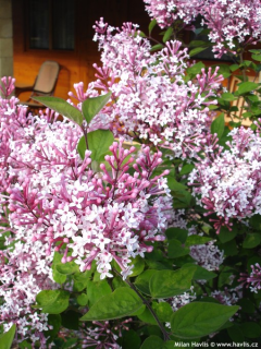 Liliacul Josikaea (Syringa josikaea) liliac unguresc Mov-Purpuriu , in ghiveci