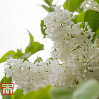 Liliacul ,  Madam Florent Stepman,   Alb(Syringa vulgaris ,  Mme Florent Stepman,  ), in ghiveci