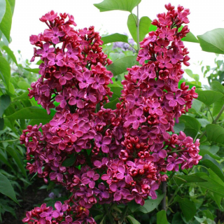 Liliacul Moscova Rosie  (Krasnaya Moskva) , in ghiveci