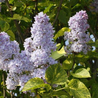 Liliacul vargat  Aucubaefolia  ( Liliac Comun Syringa Vulgaris) , in ghiveci