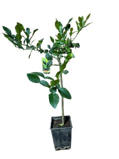 Lime Kaffir , Citrus hystrix 60-80cm