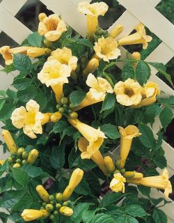 Luleaua turcului - galbena Flava (Campsis radicans)