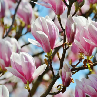 Magnolia ,  George Henry Kern,   Roz