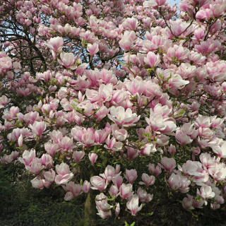 Magnolia soulangeana ( magnolia lui Soulange), in ghiveci