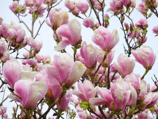 Magnolie 20-30 cm , ghiveci P9 ( soulangeana )