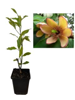 Magnolie figo galbena  , magnolia banana 20-30 cm