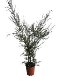 Manuka (arborele cu miere) ,   Leptospermum Scoparium 40-60 cm