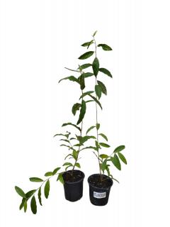 Maslin de toamna Elaeagnus umbellata 1 Sweet n Sour   + 1 Amoroso set 30-50 cm