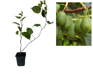 Mini Kiwi Actinidia Arguta Dr. Szymanowski , autofertil , 2 ani