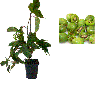 Mini Kiwi Actinidia Arguta ISSAI , autofertil