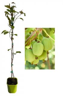 Mini Kiwi Actinidia Arguta Kokuwa , autofertil 80-100 cm