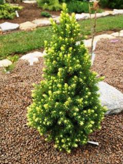 Molid Conic  galben- Picea glauca Rainbow s End 5 cm